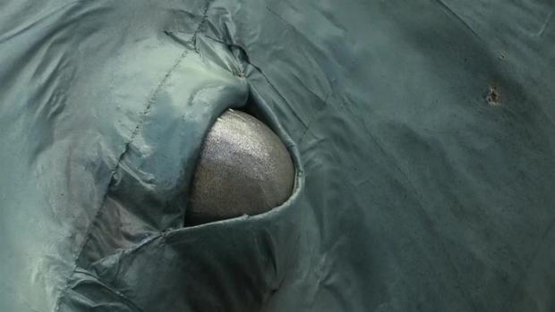 [TLMD - NATL] Ballena emerge en el patio de la ONU para defender los océanos