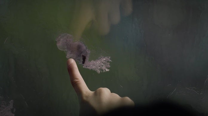 calamares vigilantes calamares vigilantes