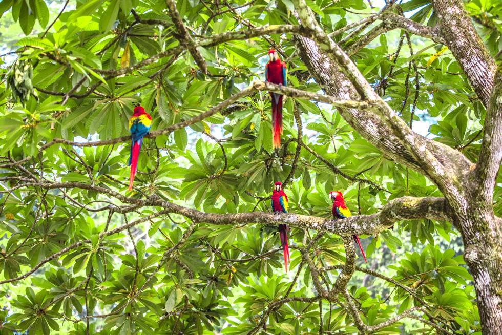 Guacamayas en libertad dentro de la Reserva De Montes Azules