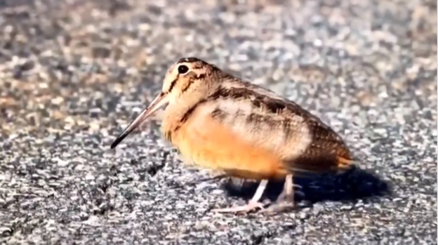 [TLMD - NATL] ¿Rock o reguetón? La dura verdad tras el cómico pájaro bailarín