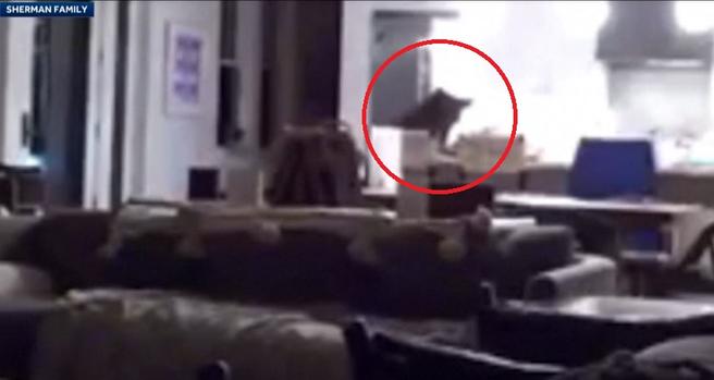 [TLMD - NATL] Oso intruso abre la nevera con gente en casa, mira qué pasó después