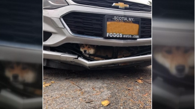 [TLMD - NATL] Coco, la perrita que burló a la muerte