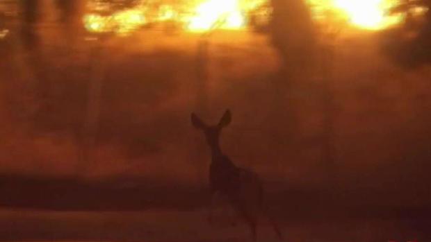 [TLMD - LA] Animales huyen despavoridos del incendio