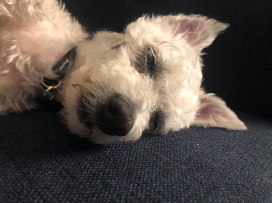 Modern Animal recauda $ 13.5 millones para que ir al veterinario succione menos