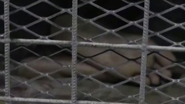 Tenebroso: hallan las jaulas del horror