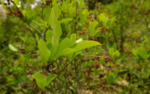 Las más importantes rutas del narcotráfico