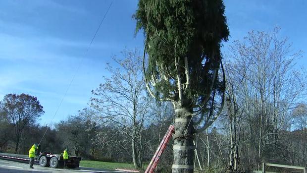 [NY] Cortan el árbol navideño que iluminará la plaza Rockefeller 