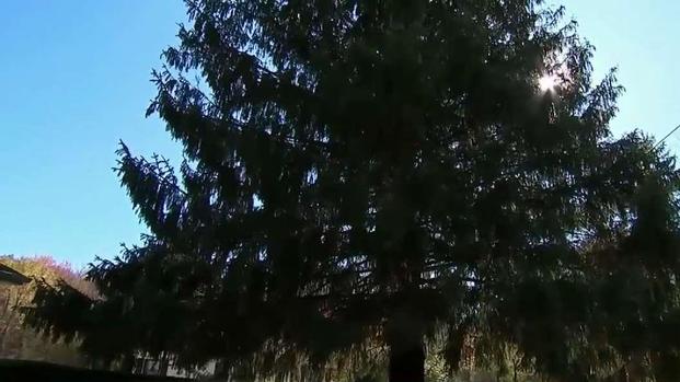 [TLMD - NY] Eligen al árbol del Rockefeller Center