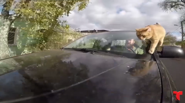 [TLMD - NATL] El taxista viral gracias a su intrépido gato