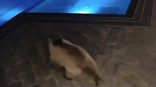 [TLMD - LV] Oso se mete en la piscina de un café en Bulgaria