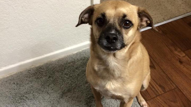 Científicos buscan a 10,000 perros para estudio