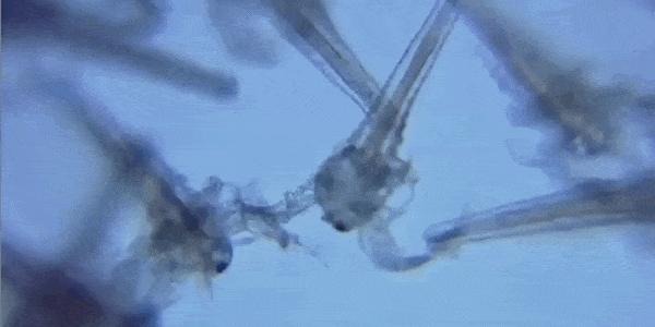 Si alguna vez ha deseado un microscopio para teléfonos inteligentes, ahora es su oportunidad