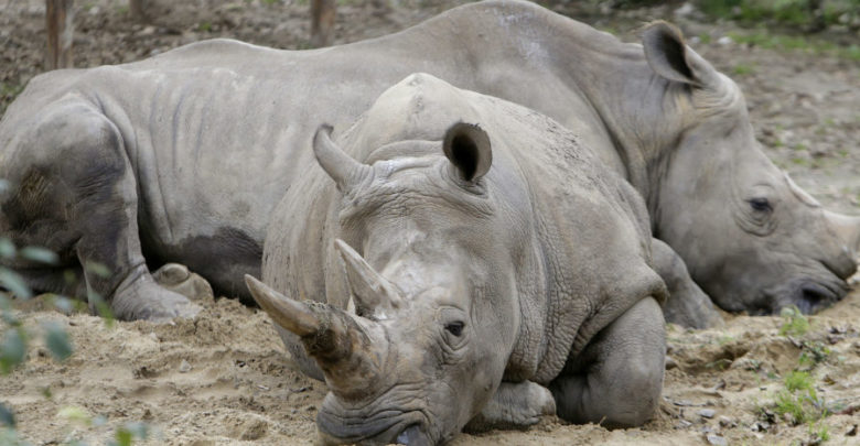 Urgente enfrentar la crisis de extinción de especies: WWF