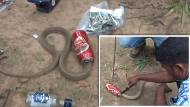 [TLMD - NATL] ¿Valientes o imprudentes? Rescatan a cobra venenosa atrapada en lata