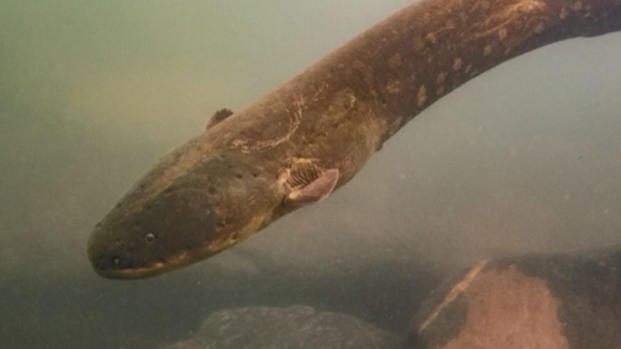 Hallan dos nuevas especies de anguila eléctrica