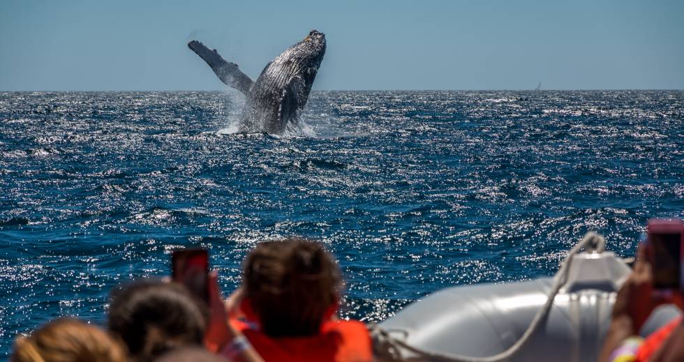 Una ballena jorobada salta fuera del agua en el Cabo San Lucas (México).