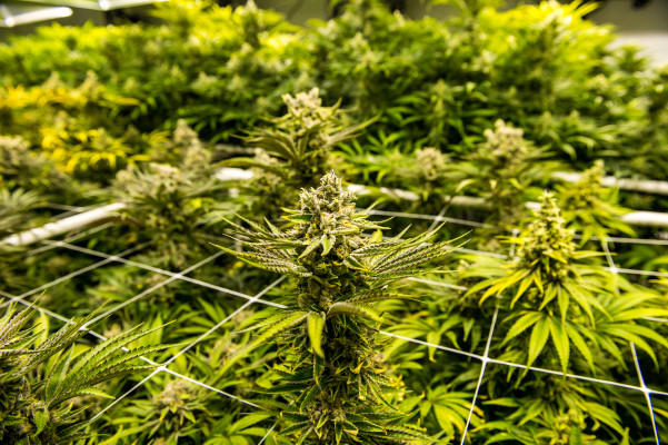 Las luchas de Eaze reflejan la caída del interés de VC en las nuevas empresas de cannabis