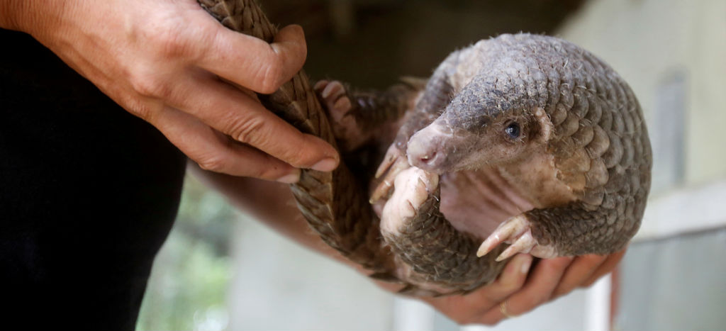 Científicos chinos identifican al pangolín como posible huésped del coronavirus