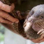 Científicos chinos identifican al pangolín como posible huésped del coronavirus