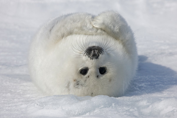 DocuSign adquiere Seal Software por $ 188 millones para mejorar sus habilidades de inteligencia artificial