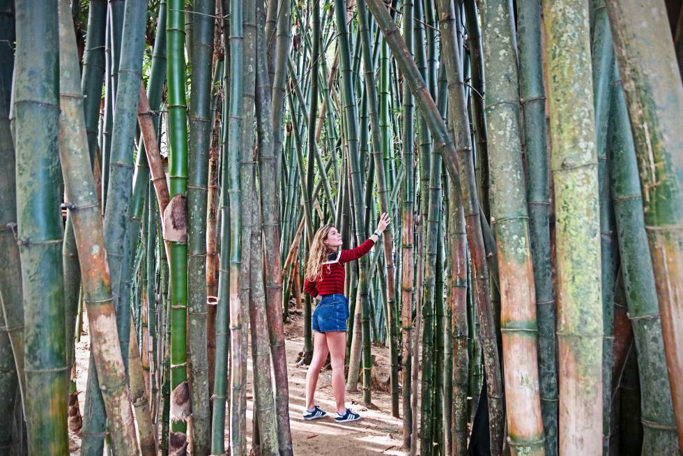 Las Caletas es una playa paradisiaca al sur de Puerto Vallarta ideal para practicar snorkel o paddle surf. Solo se accede en barco y al llegar aguarda un bosque de bambú.