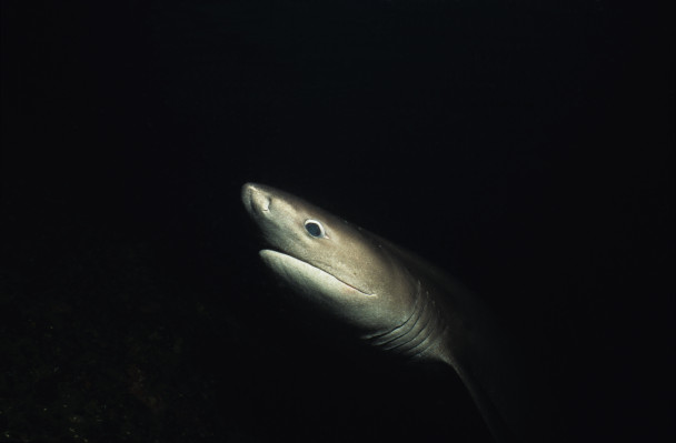 Sixgill recauda $ 15 millones para expandir su plataforma de inteligencia web oscura