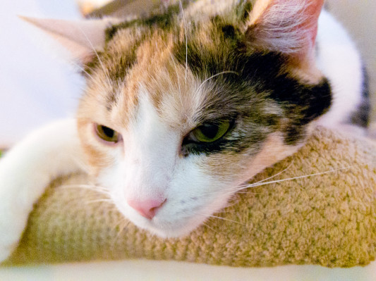 Twitter agrega un botón para que puedas enhebrar tus pensamientos sobre la ducha