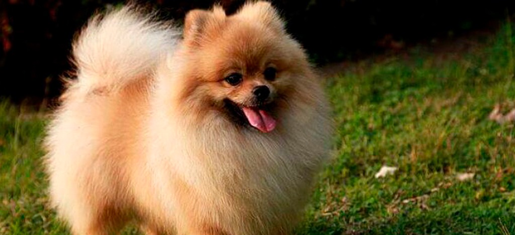 Confirman primer caso de Covid-19 contagiado de “humano a animal”, en Hong Kong