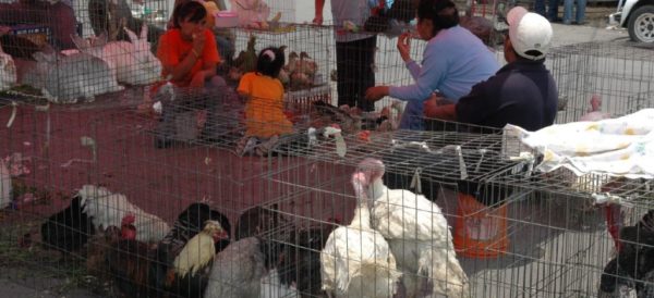 Prohibir la venta de animales silvestres, esencial para evitar pandemias como la del Covid-19: OMS