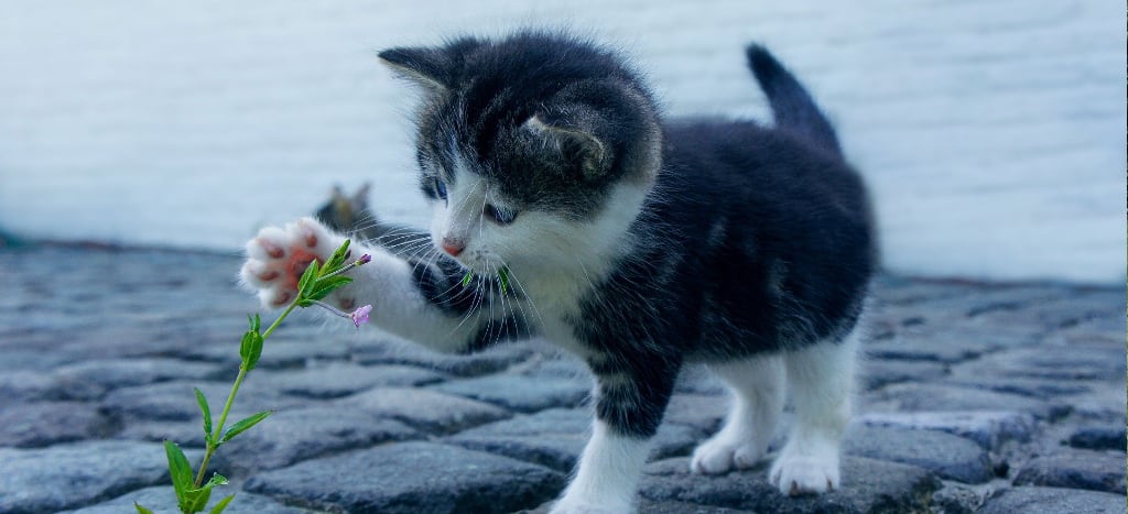 Dos gatos dan positivo a Covid-19 en NY