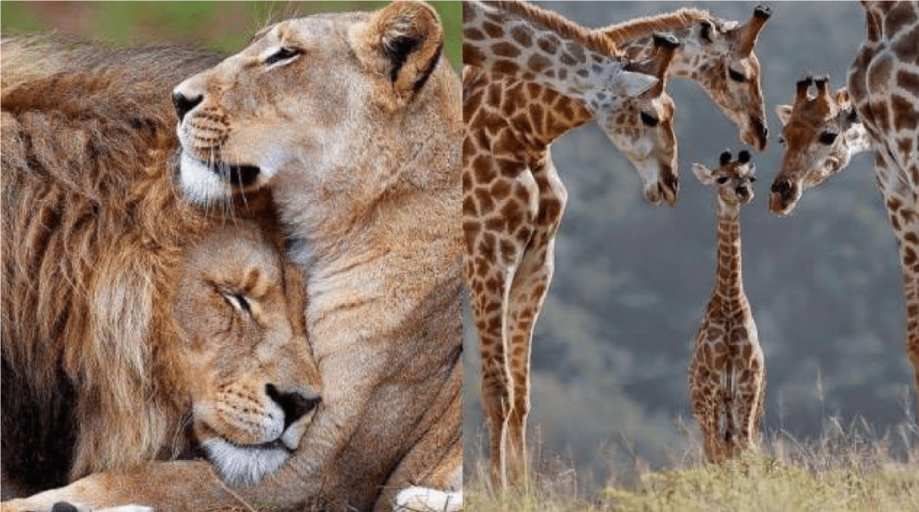 Bioparque Estrella al borde de la quiebra, por cuarentena, sin dinero para mantener animales