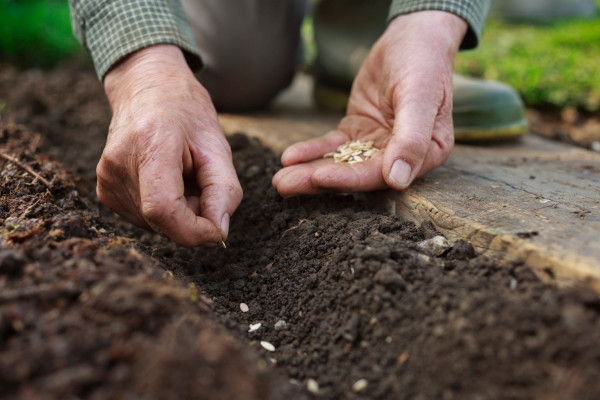 Los inversores de semillas tienen una visión a largo plazo sobre las empresas prometedoras