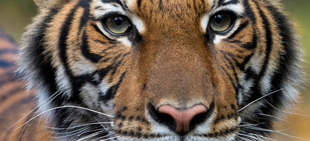 Nadia, la tigresa en el zoológico del Bronx que dio positivo a Covid-19