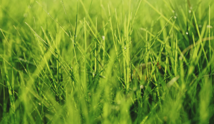 SingleOps de Atlanta recauda $ 6M para su negocio de software enfocado en el cuidado al aire libre