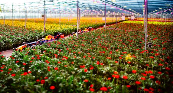 Los Red Bull pasando por un invernadero de flores.