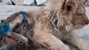 Un fotógrafo le parte las patas a un cachorro de león para que se quede quieto en los selfies con los turistas