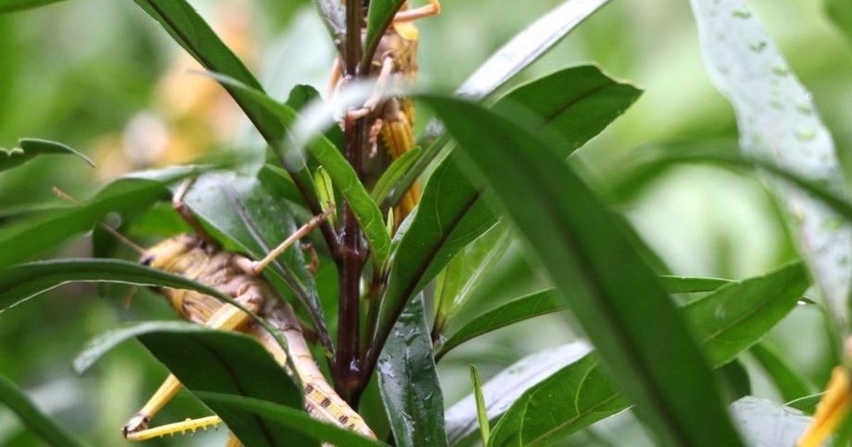 Plaga de langostas se instaló en el noreste argentino y amenaza a Brasil