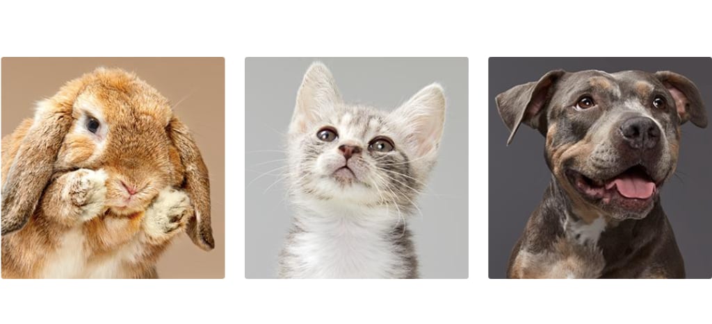 Adoptan animales de compañía para lidiar con estrés del coronavirus