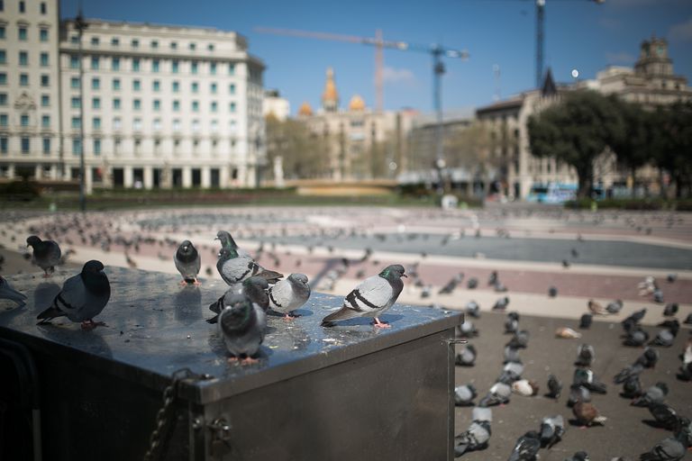 La plaza Catalunya llena de palomas durante la primera semana de confinamiento.