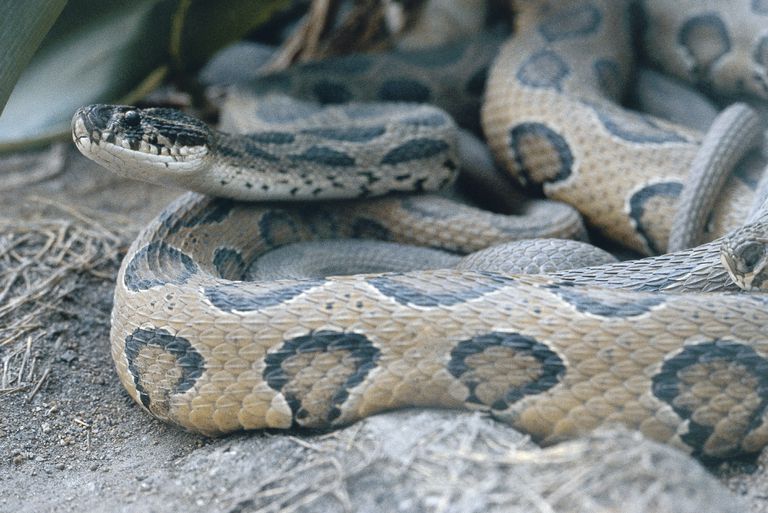 Un krait común, serpiente venenosa de la familia 'Elapidae'.