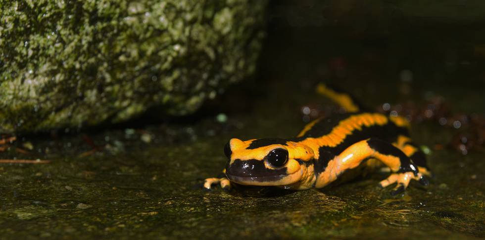 Las distintas poblaciones de salamandras que viven en Oviedo tienen diferencias genéticas entre sí y con las rurales.