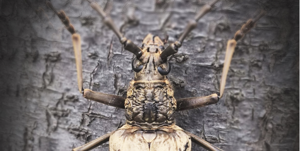 Este escarabajo rudo podría mantener tu auto fresco