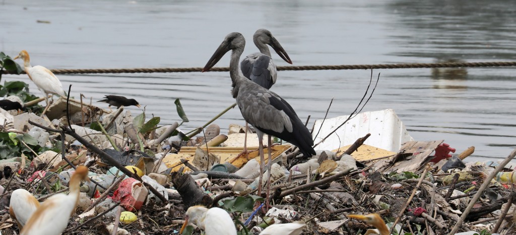 Expertas llaman a reflexionar sobre relación entre humanos y naturaleza