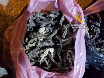 El lucrativo contrabando con caballitos de mar