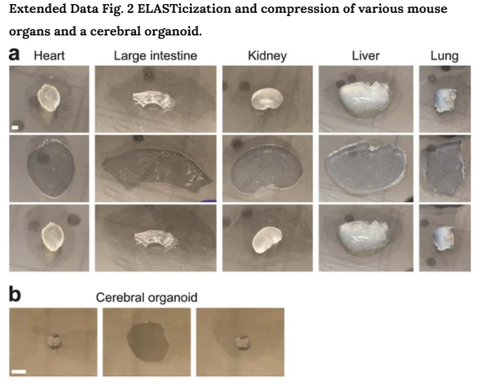 una compresión de muestras de órganos de ratón elastizados se comprimió manualmente entre dos placas de vidrio, el experimento no se repitió b la compresión de una barra de escala organoide cerebral elastificada, el experimento de 5 mm se repitió dos veces con resultados similares