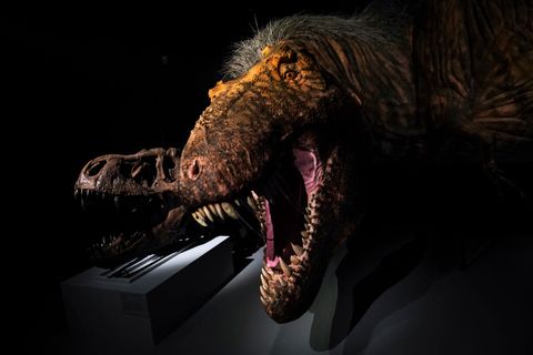 Nueva exposición en el Museo de Historia Natural de Nueva York celebra Tyrannosaurus Rex nueva exposición en el museo de historia natural de Nueva York celebra el tiranosaurio rex