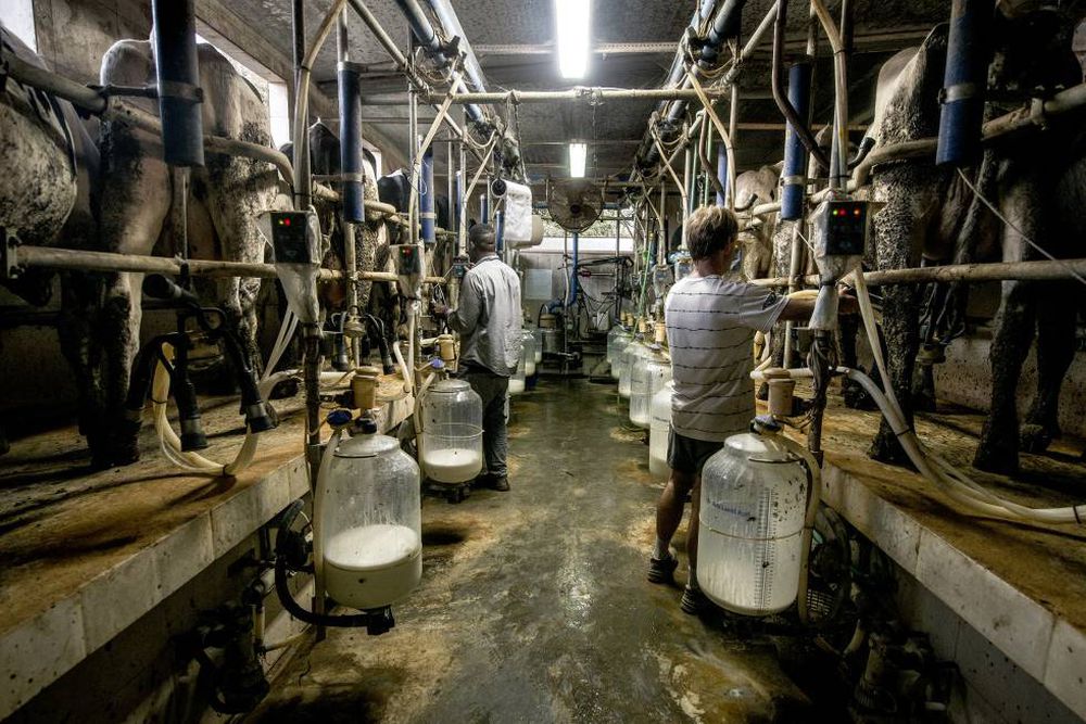 El precio de la leche se hunde por el cierre hostelero en la pandemia