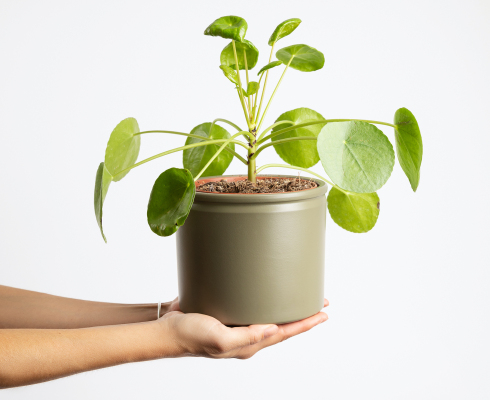 Colvin recauda $ 15 millones para repensar la cadena de suministro de flores