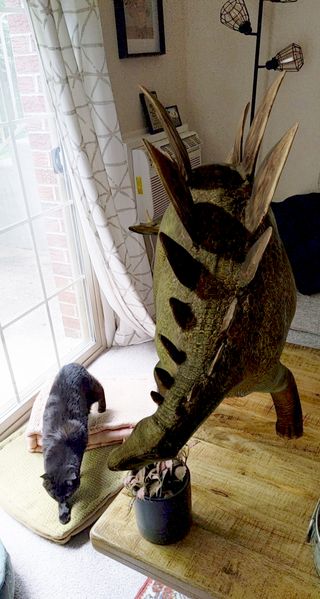 un gato real al lado de un estegosaurio en la sala de estar del autor