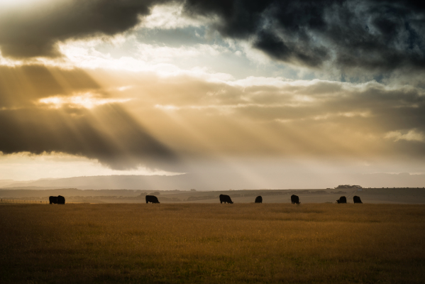 SUSE adquiere la plataforma de gestión Kubernetes Rancher Labs